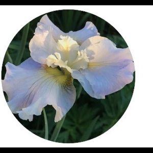 Meet your Posher, Tania